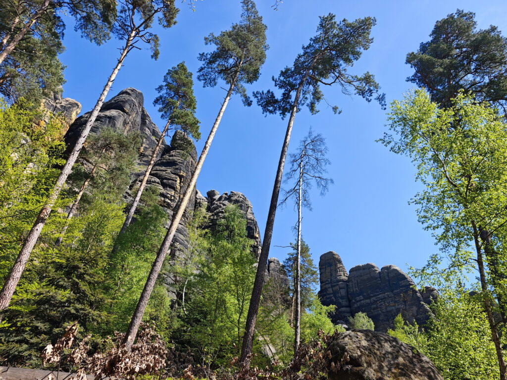 Schrammsteine Wanderung leicht - mit Blick auf die Felsen von unten